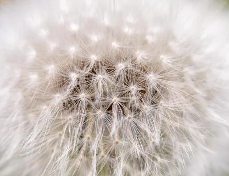 White fluffy dandelion with seeds up close Stock Photos