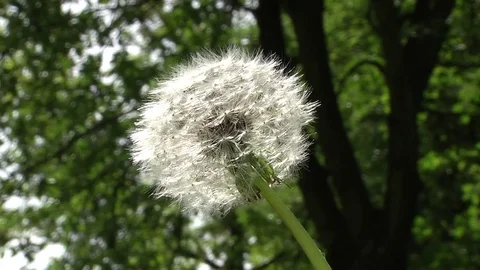 White fluffy dandelion sways in the wind Video stock 85093916