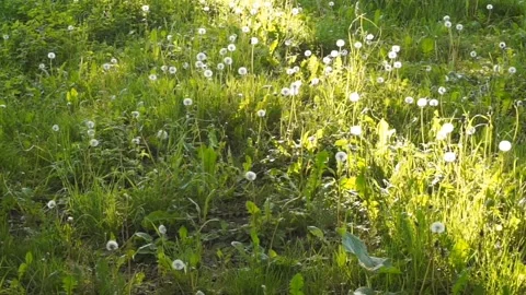White fluffy dandelions in a clearing under the sun, wild flowers, grass Stock Footage 244299183