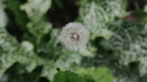 White fluffy dandelions Common Dandelion - Taraxacum officinal. Dandelion seeds Stockbeeldmateriaal 162877770