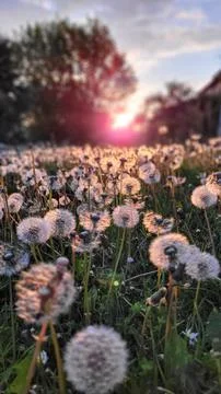 White fluffy dandelions in the rays of the evening sun. The end of blooming Stock Photos