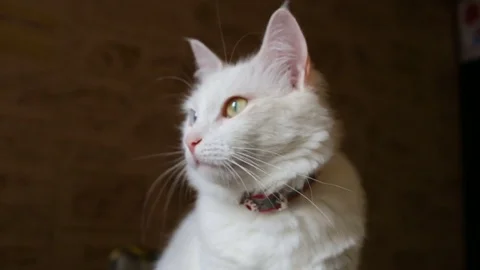 White fluffy deaf cat in the collar sits, licks his lips, looking up. Stock Footage 80368508