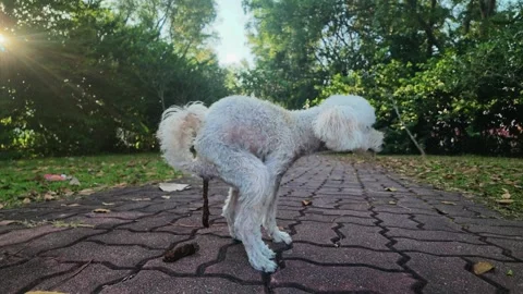 White fluffy dog defecates soft stool on paved path Stock-Footage 337747732