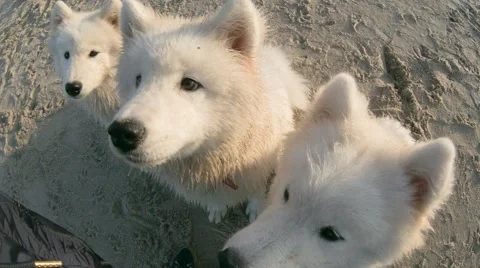 White Fluffy Dog Stock Footage 67461797