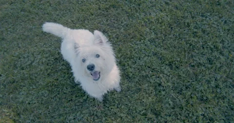 White fluffy dog at park Stock Footage 134516094