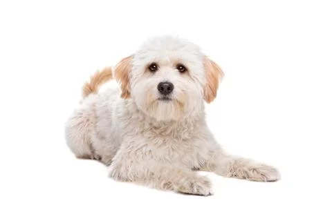 White fluffy dog Stock Photos