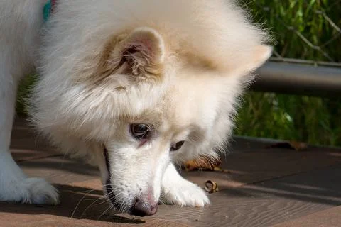 White fluffy dog sniffs ground near a fence Stock Photos