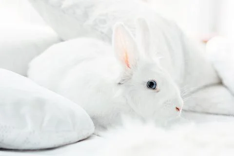 White fluffy easter bunny with blue eyes Stock Photos