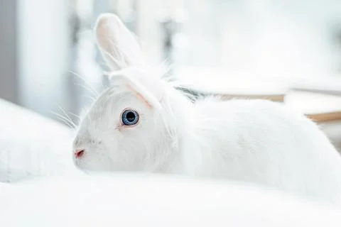 White fluffy easter bunny with blue eyes Stock Photos