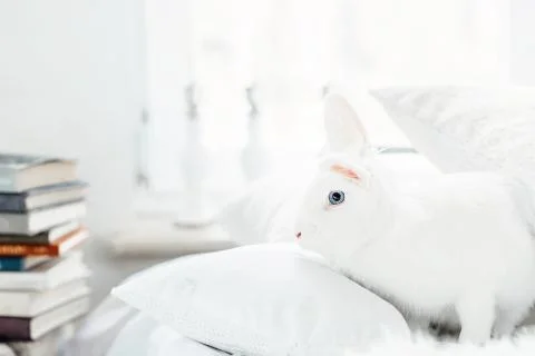 White fluffy easter bunny with blue eyes Stock Photos