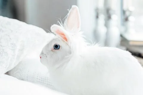 White fluffy easter bunny with blue eyes Stock Photos