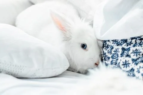 White fluffy easter bunny with blue eyes Stock Photos