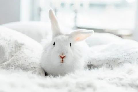 White fluffy easter bunny with blue eyes Stock Photos