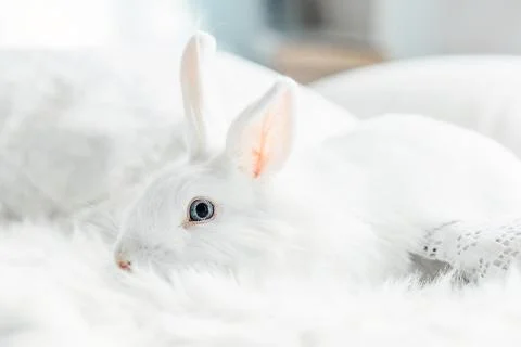 White fluffy easter bunny with blue eyes Stock Photos