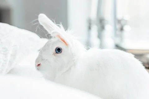 White fluffy easter bunny with blue eyes Stock Photos