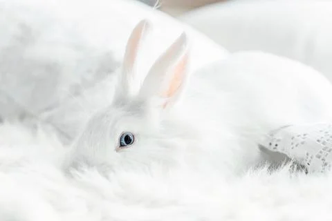 White fluffy easter bunny with blue eyes Stock Photos