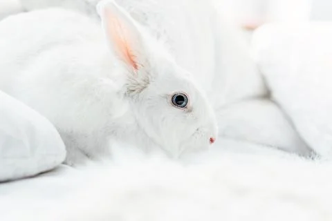 White fluffy easter bunny with blue eyes Stock Photos