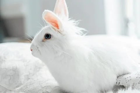 White fluffy easter bunny with blue eyes Stock Photos