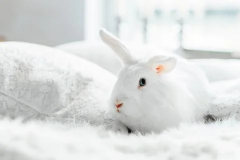 White fluffy easter bunny with blue eyes Stock Photos