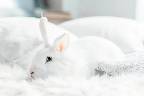 White fluffy easter bunny with blue eyes Stock Photos