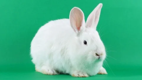 White fluffy Easter Bunny on a green background Stock Footage