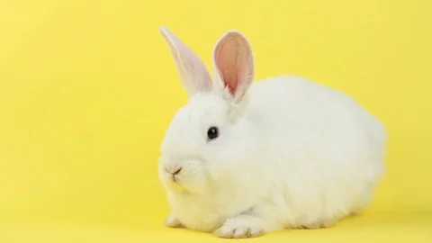 White fluffy Easter Bunny on a pastel yellow background Stock Footage 124087884