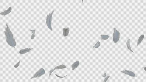 White fluffy feather falling with alpha channel Stock Footage 237362847