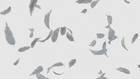 White fluffy feather falling loop with alpha channel 스톡 동영상 237362928