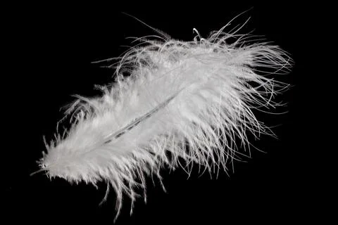 White fluffy feather in flight isolated on black background Stock Photos