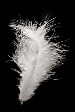 White fluffy feather in flight isolated on black background Stock Photos