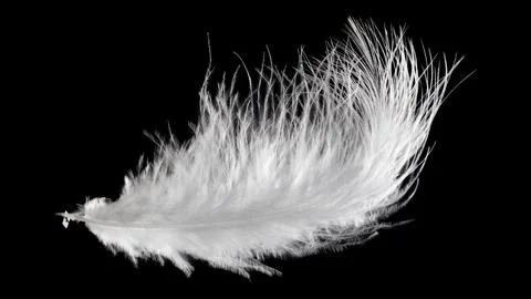 White fluffy feather in flight isolated on black background Stock Photos