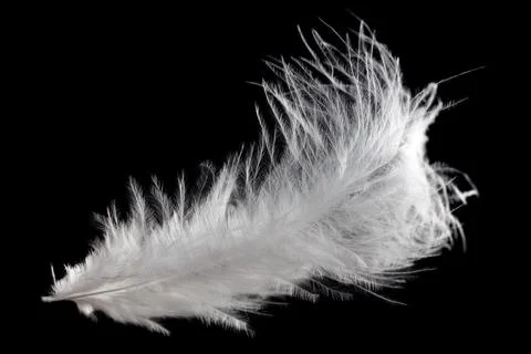 White fluffy feather in flight isolated on black background Stock Photos