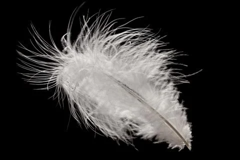 White fluffy feather in flight isolated on black background Stock Photos