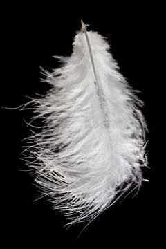 White fluffy feather in flight isolated on black background Stock Photos