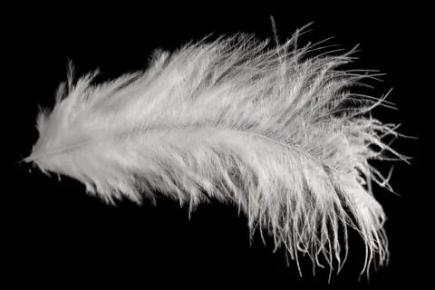 White fluffy feather in flight isolated on black background Stock Photos