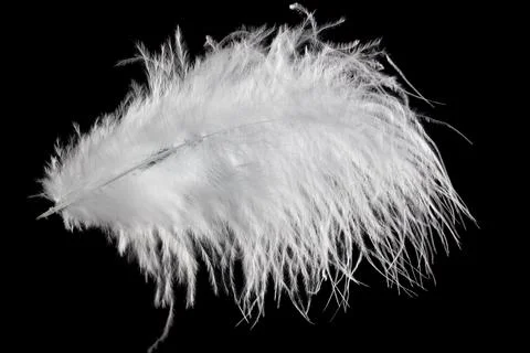 White fluffy feather in flight isolated on black background Stock Photos