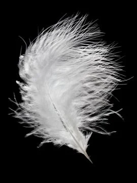 White fluffy feather in flight isolated on black background Stock Photos