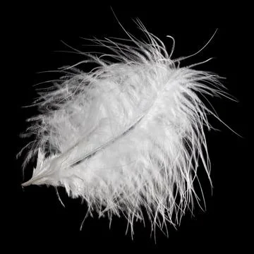 White fluffy feather in flight isolated on black background Stock Photos