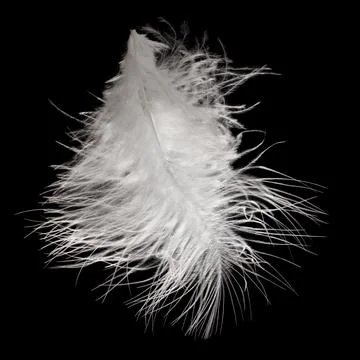 White fluffy feather in flight isolated on black background Stock Photos