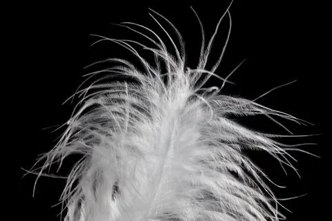 White fluffy feather in flight isolated on black background Stock Photos