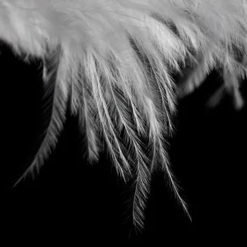 White fluffy feather in flight isolated on black background Stock Photos