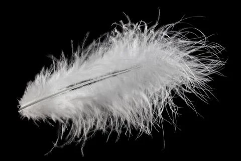 White fluffy feather in flight isolated on black background Stock Photos