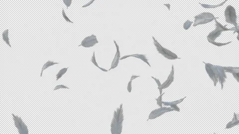 White fluffy feather floating flying with alpha channel Stock Footage 237362856