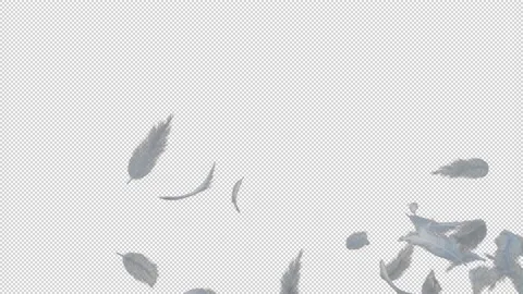 White fluffy feather floating flying with alpha channel Stock Footage 237362858