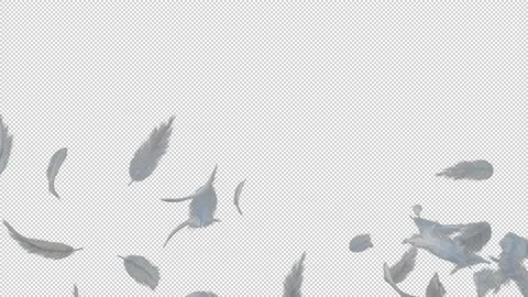 White fluffy feather floating flying loop with alpha channel Stock Footage 237362937