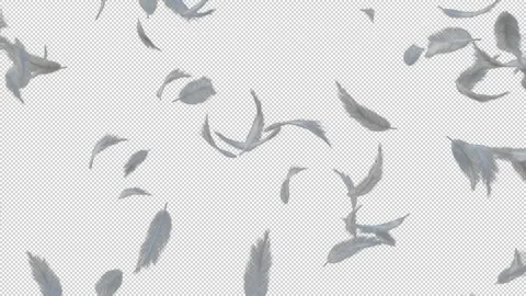 White fluffy feather floating flying loop with alpha channel Stock Footage 237362965