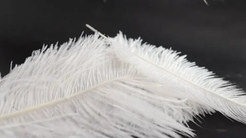 Angel Wing Feathers Falling
