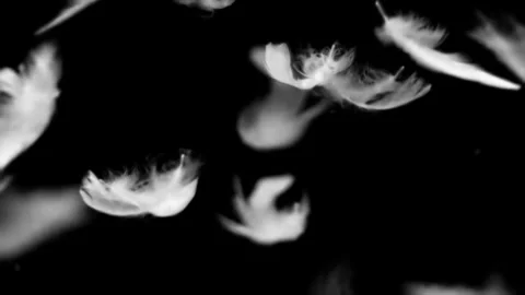White fluffy feathers falling slow motion on black background. Stock Footage 339078460