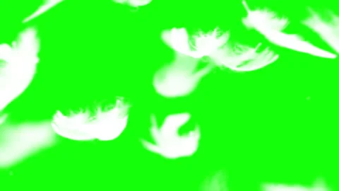 White fluffy feathers falling slow motion on green background. Stock Footage 339078715