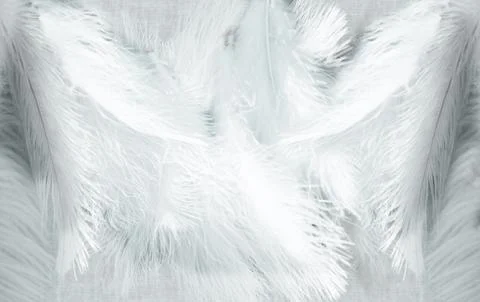 White fluffy feathers. Feather background. Stock Photos